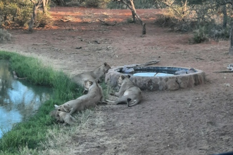 South Africa Chloe McKellar Baby Lions