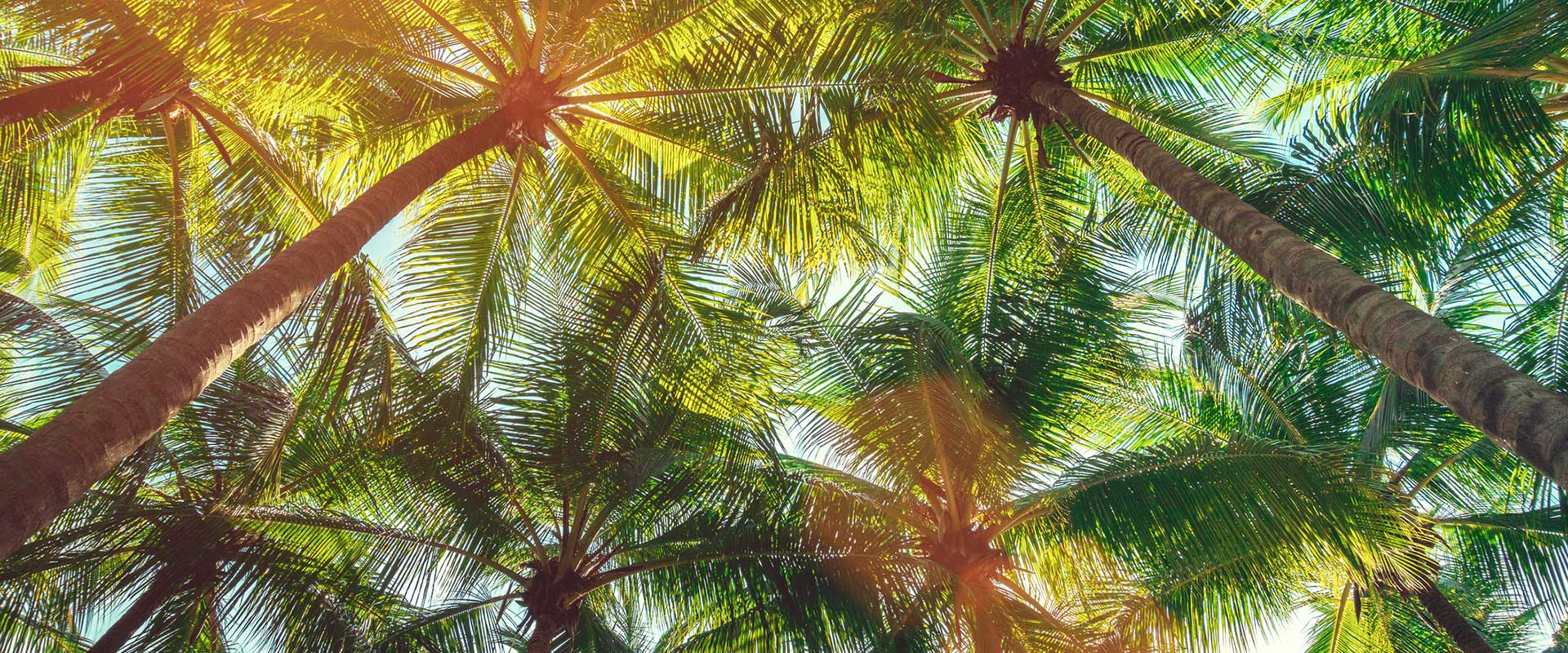 GettyImages 1136773855 Palms Header