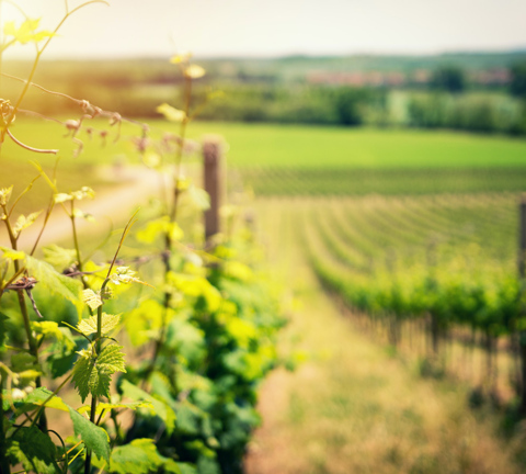 Ales Maze Z0bACVUDTJM Unsplash Vineyard Ellerslie